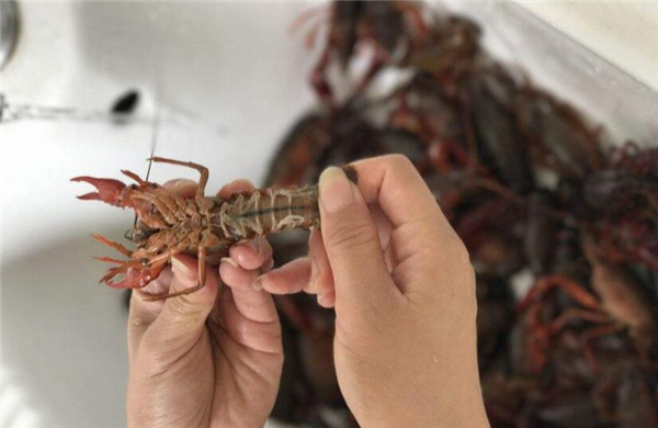 蝦尾怎么清洗，清洗蝦尾有兩方法