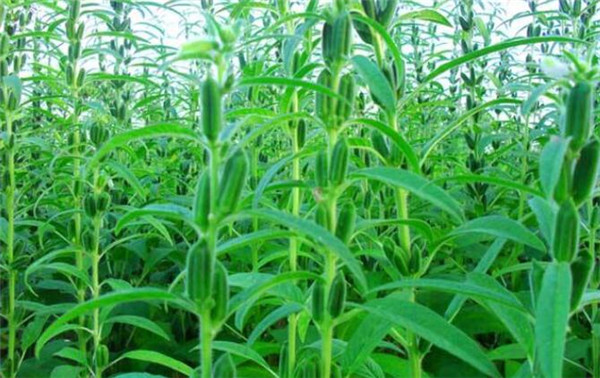 芝麻種植時(shí)間，芝麻播種方式