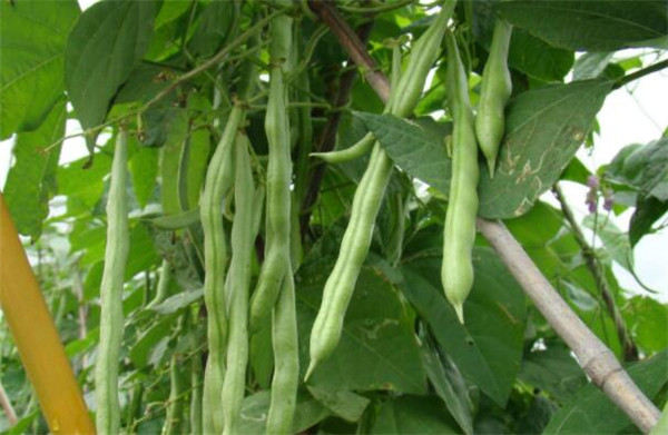 陽(yáng)臺(tái)種植四季豆的方法，四季豆的病蟲(chóng)害防治