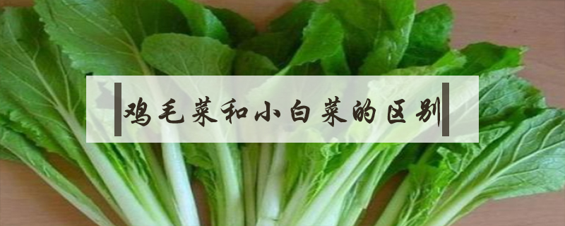 雞毛菜和小白菜的區別