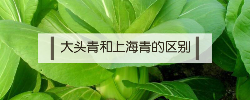 大頭青和上海青的區(qū)別