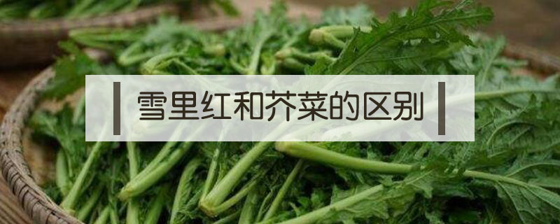 雪里紅和芥菜的區(qū)別
