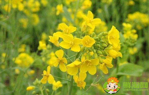油菜花與油菜是同一個(gè)品種嗎，油菜花什么時(shí)候開花