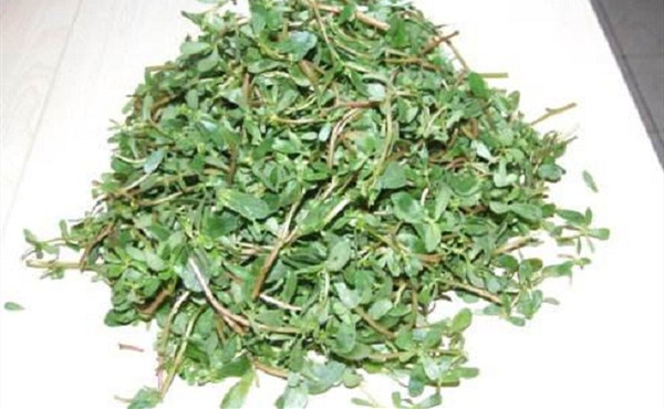 馬齒莧泡水喝用濕的還是干的，一般馬齒莧泡水喝多長時間為好