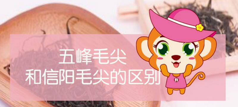 五峰毛尖和信陽(yáng)毛尖的區(qū)別