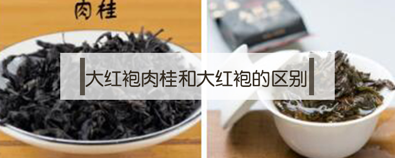 大紅袍肉桂和大紅袍的區別