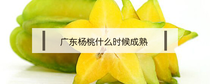 廣東楊桃什么時(shí)候成熟