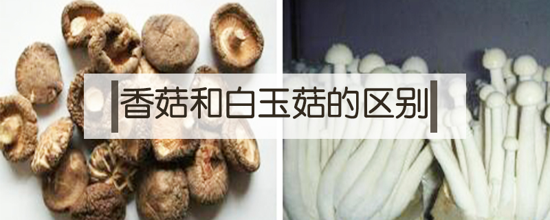 香菇和白玉菇的區(qū)別