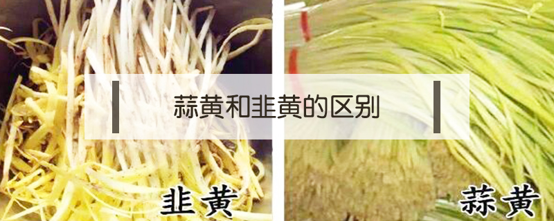 蒜黃和韭黃的區別