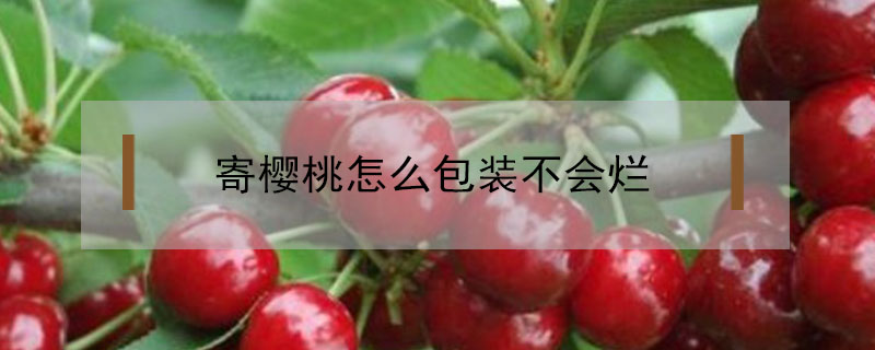 寄櫻桃怎么包裝不會爛