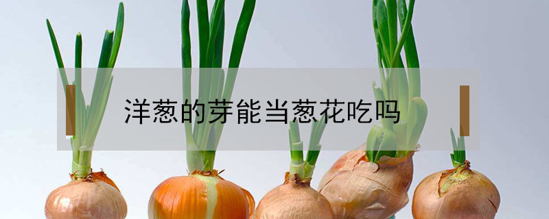 洋蔥的芽能當蔥花吃嗎