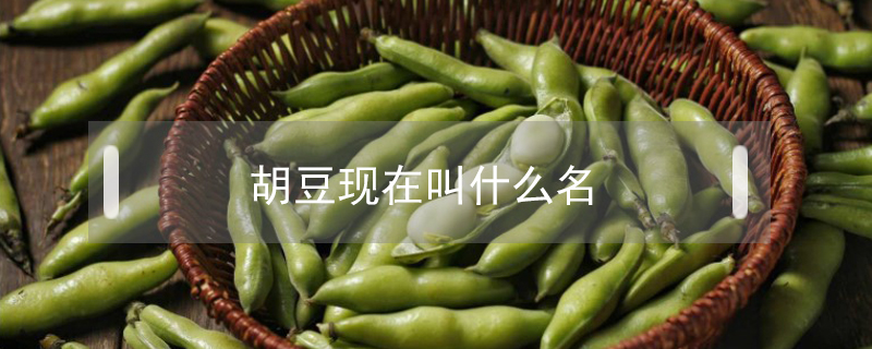 胡豆現在叫什么名