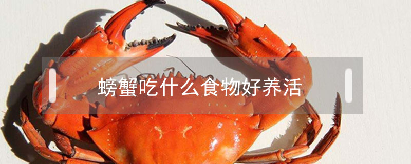 螃蟹吃什么食物好養活