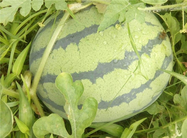 麒麟瓜有哪些營(yíng)養(yǎng)價(jià)值 吃麒麟瓜有什么好處