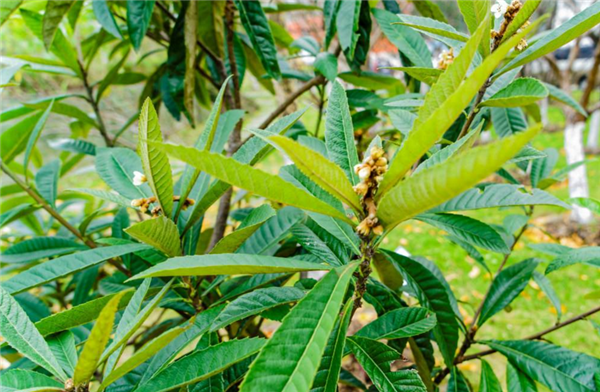 枇杷花和枇杷葉哪個(gè)好 枇杷治療咳嗽的方法