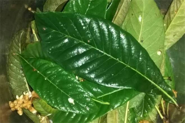 枇杷花和枇杷葉哪個(gè)好 枇杷治療咳嗽的方法