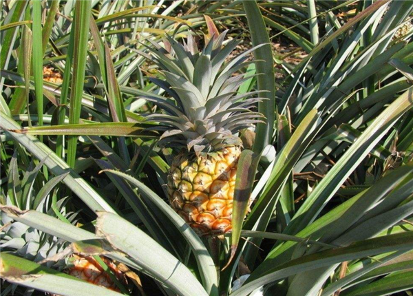 菠蘿冬天會凍死嗎 家里冬天養菠蘿怎么辦