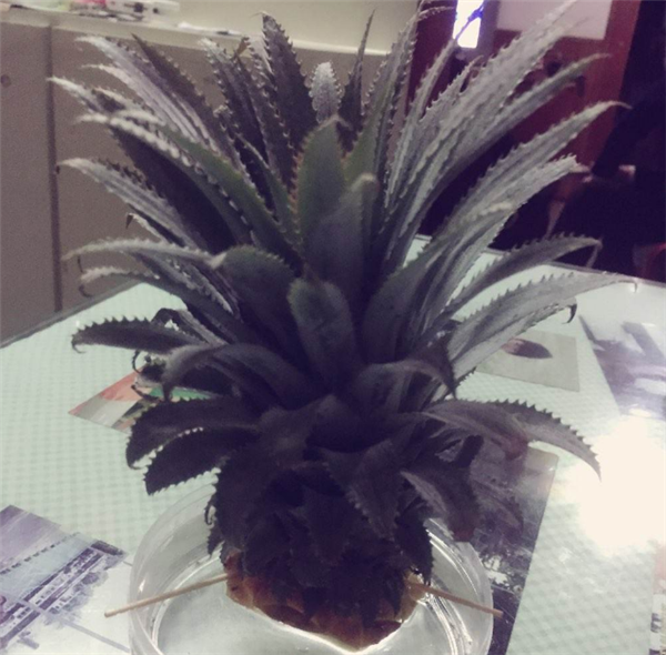 菠蘿冬天會凍死嗎 家里冬天養菠蘿怎么辦