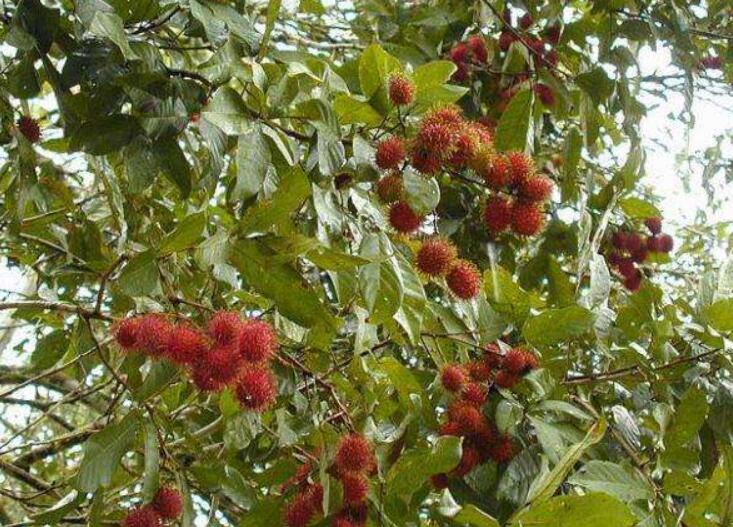 水果紅毛丹圖片大全 紅毛丹和荔枝區(qū)別對比圖