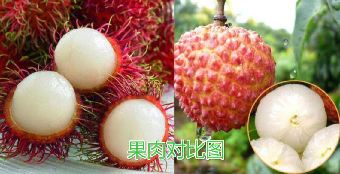 水果紅毛丹圖片大全 紅毛丹和荔枝區(qū)別對比圖