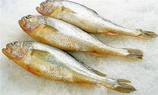 怎么挑選大黃魚,區(qū)分海魚與養(yǎng)殖魚的三要素
