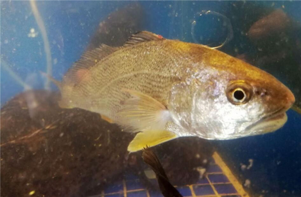 怎么挑選大黃魚，區分海魚與養殖魚的三要素