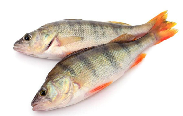 鱸魚是海魚還是淡水魚，鱸魚既有淡水魚也有海魚