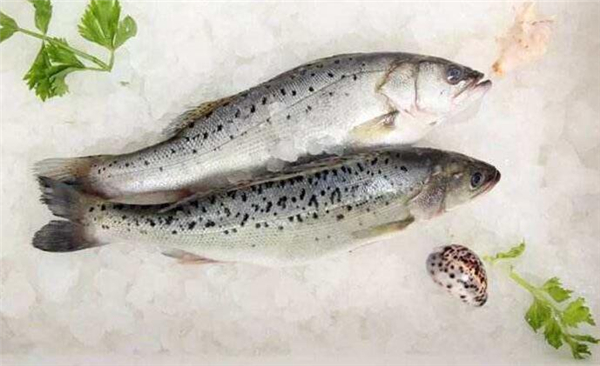 鱸魚是海魚還是淡水魚，鱸魚既有淡水魚也有海魚