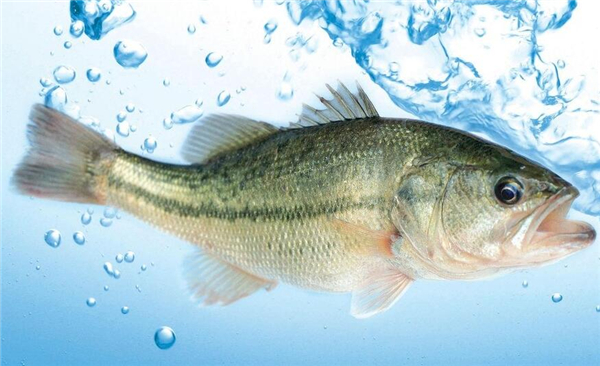 選購(gòu)鱸魚的方法大全，完全掌握鱸魚的選購(gòu)技巧