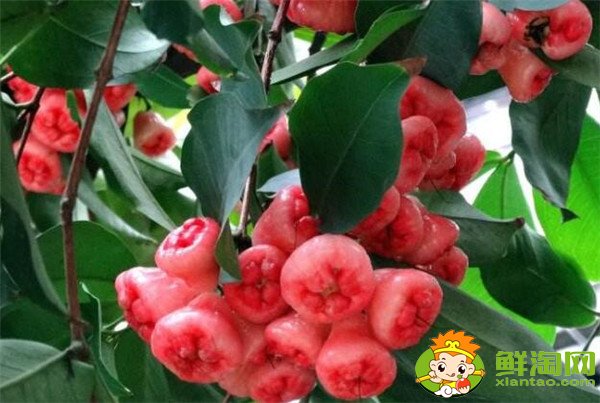 蓮霧產(chǎn)地在哪里，蓮霧產(chǎn)地有哪些地方
