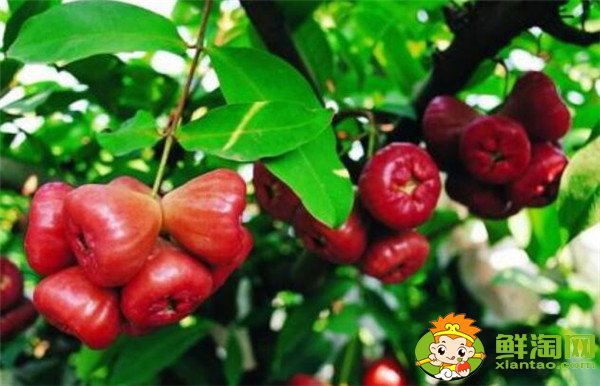蓮霧產(chǎn)地在哪里，蓮霧產(chǎn)地有哪些地方