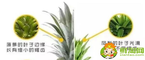 鳳梨和菠蘿的區(qū)別