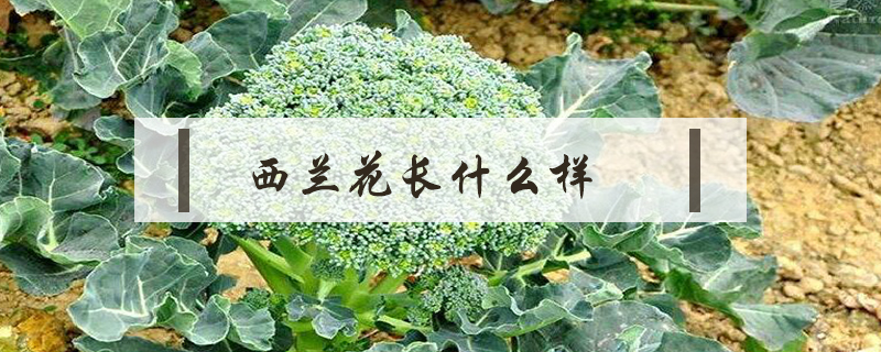 西蘭花長(zhǎng)什么樣