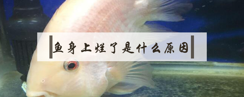魚身上爛了是什么原因