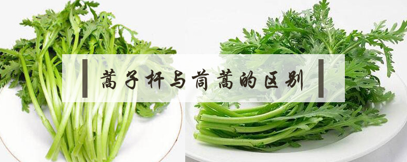 蒿子桿與茼蒿的區別