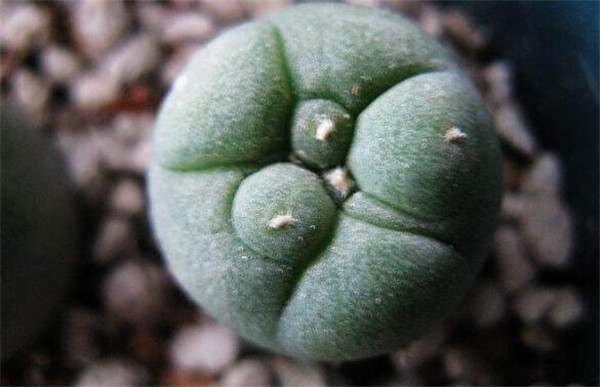哪種仙人掌果實不能吃，不能吃的仙人掌圖片