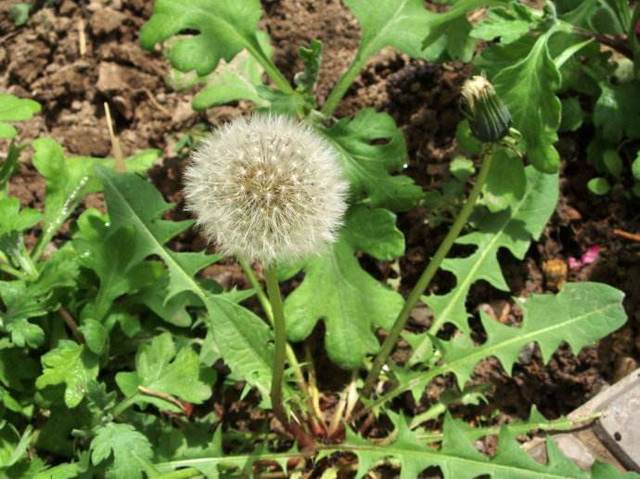 蒲公英茶應(yīng)該怎么喝,蒲公英泡水一次放幾根