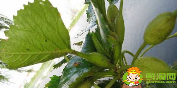 菱角幾月份發(fā)芽，菱角多久能發(fā)芽