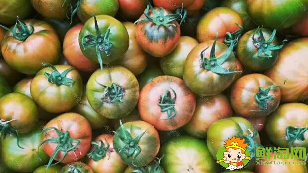 鐵皮柿子和西紅柿有什么區(qū)別，鐵皮柿子沒熟為什么也好吃