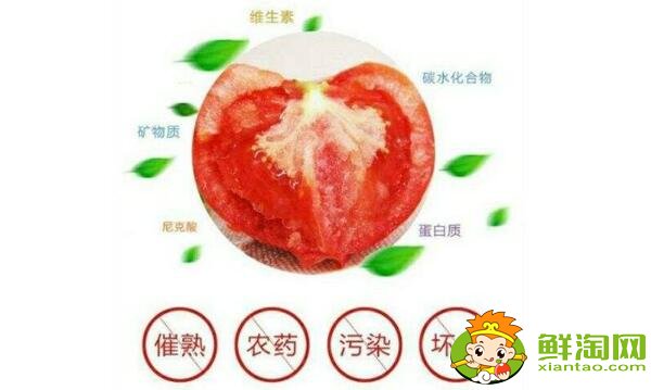 鐵皮柿子和西紅柿有什么區(qū)別，鐵皮柿子沒熟為什么也好吃