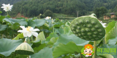 哪里產(chǎn)蓮蓬，蓮蓬什么產(chǎn)地的好吃