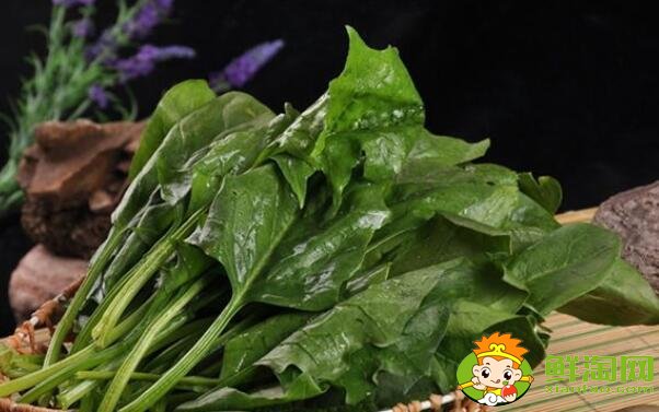 什么月份吃菠菜，菠菜一年能種幾次