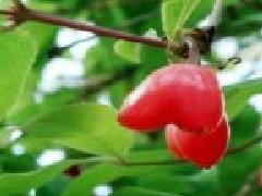 杈杷果陜西可以種嗎，杈杷果可以大規(guī)模種植嗎