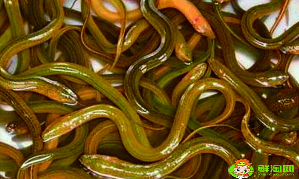 黃鱔怎么殺簡(jiǎn)單,家庭殺鱔魚(yú)的方法