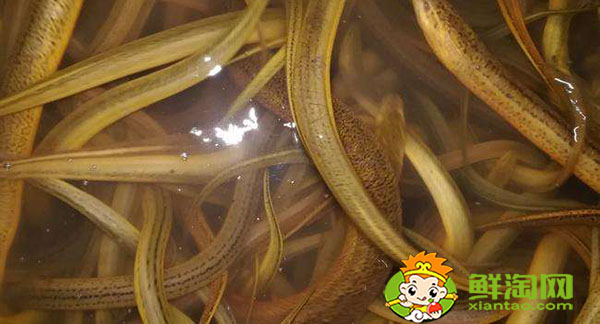 廣東黃鱔為什么是緬甸黃鱔，怎么區(qū)分緬甸黃鱔和內(nèi)地黃鱔