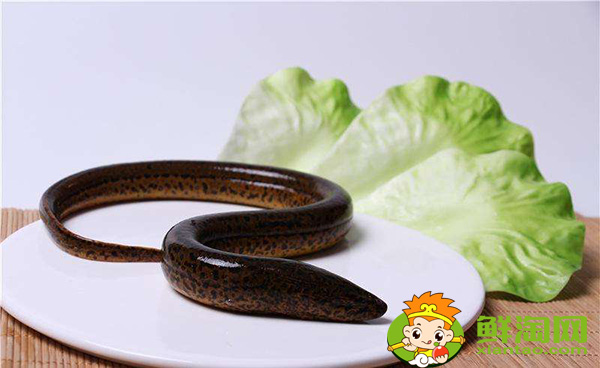 望月鱔和黃鱔的區(qū)別,萬(wàn)一吃到望月鱔怎么辦