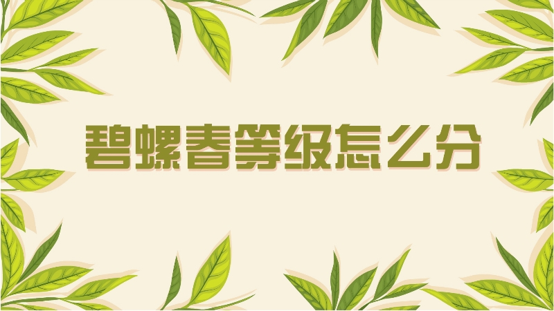 碧螺春等級(jí)怎么分