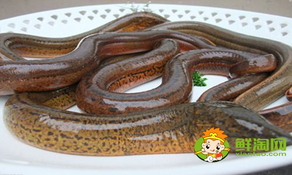 孟加拉黃鱔好吃嗎,孟加拉黃鱔和中國(guó)黃鱔的區(qū)別