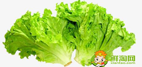 圓生菜可以生吃嗎,圓生菜和生菜區(qū)別