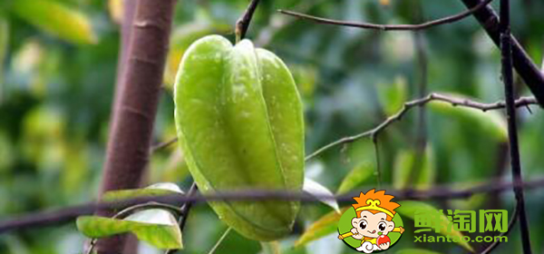 楊桃樹為什么不結(jié)果,楊桃樹結(jié)果時(shí)怎樣下肥